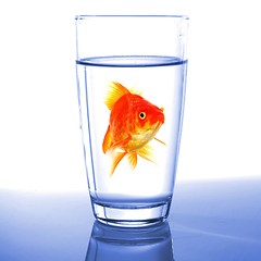 Image showing goldfish