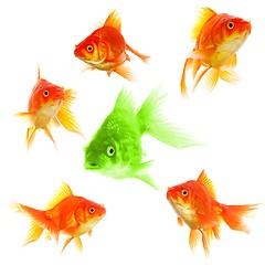 Image showing goldfish