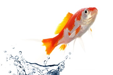 Image showing goldfish