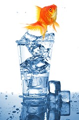 Image showing goldfish in glass water