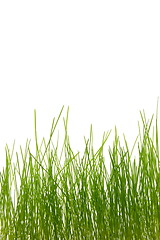 Image showing grass