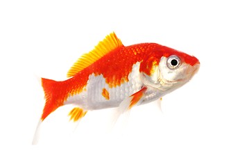 Image showing goldfish