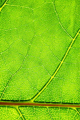 Image showing green leaf background