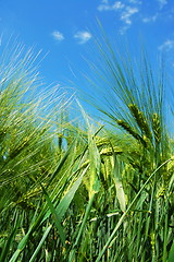 Image showing wheat grain under blue sky