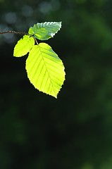 Image showing leaves