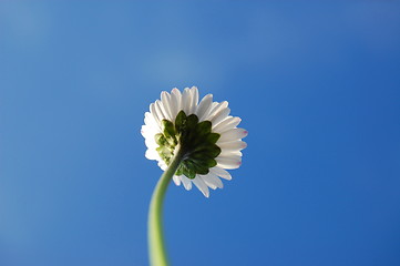 Image showing daisy under blue sky