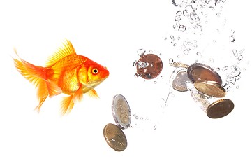 Image showing goldfish and money