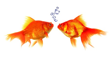 Image showing goldfish