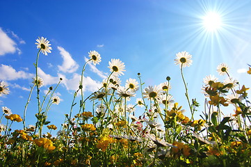 Image showing flowers from below