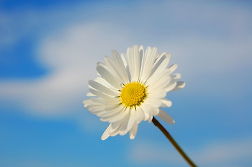 Image showing daisy under blue spring sky