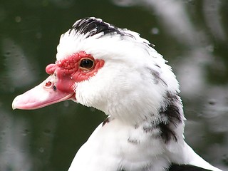 Image showing Strawberry Eyed