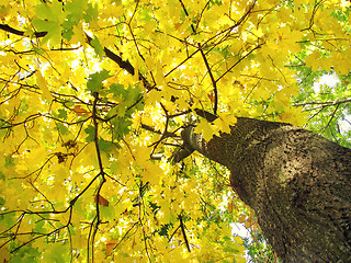 Image showing maple tree