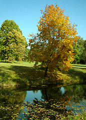 Image showing maple tree