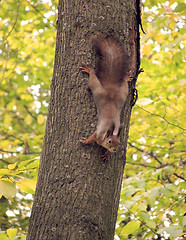 Image showing squirrel