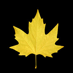 Image showing  maple leaf
