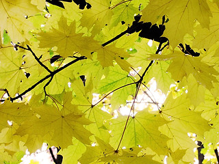 Image showing maple tree at fall