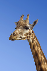 Image showing Giraffe