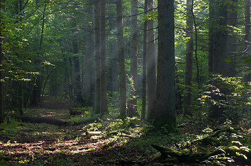 Image showing Path crossing deciduous stand of Bialowieza Forest