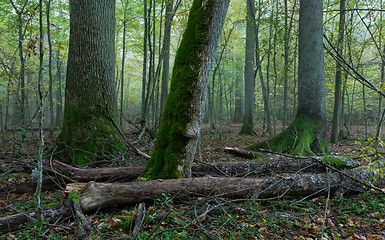 Image showing Old trees in natural stand of Bialowieza Forest