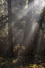 Image showing Misty autumnal coniferous stand in morning