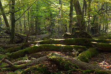 Image showing Old alder trees broken lying