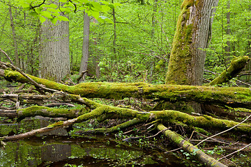 Image showing Springtime wet deciduous forest with standing water