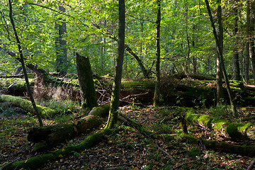 Image showing Old oak tree broken lying