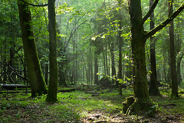 Image showing Summer sunset with light entering rich deciduous stand