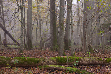 Image showing Old trees in natural stand of Bialowieza Forest