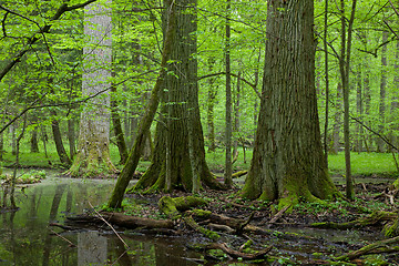 Image showing Springtime deciduous forest with standing water