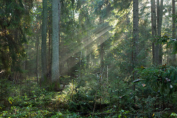 Image showing Autumnal stand with mist and sunbeams