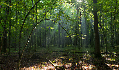 Image showing Bent hornbeam tree still alive