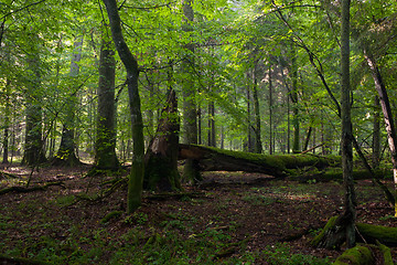 Image showing Big old oak and dead wood