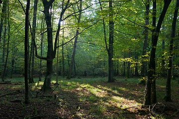 Image showing Morning sun entering deciduous stand