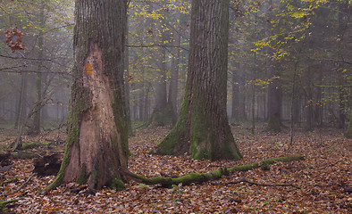 Image showing Old trees in natural stand of Bialowieza Forest
