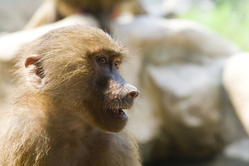 Image showing Hamadryas baboon