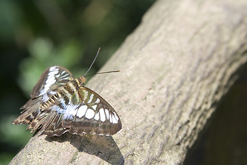 Image showing Butterfly