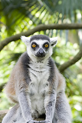 Image showing Ring-tailed Lemur
