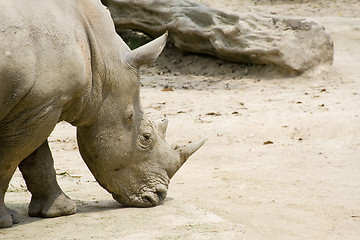 Image showing White rhino