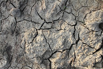 Image showing dry ground texture
