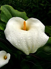Image showing Calla Lilies