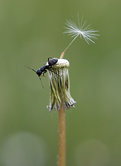 Image showing Ant on dandelion