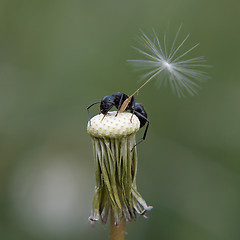 Image showing Ant on dandelion