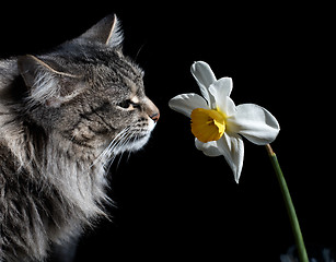 Image showing Cat and Narcissus