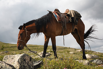 Image showing Horse