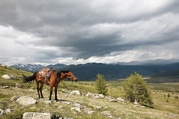 Image showing Horse in Sayan mountains