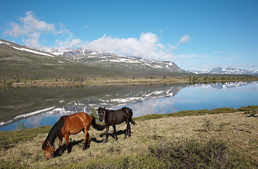 Image showing Horses near mountain lake