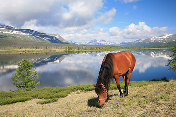 Image showing Horse near mountain lake