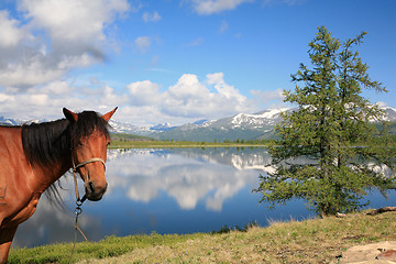 Image showing Horse near mountain lake