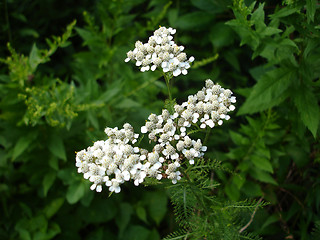 Image showing white flowers